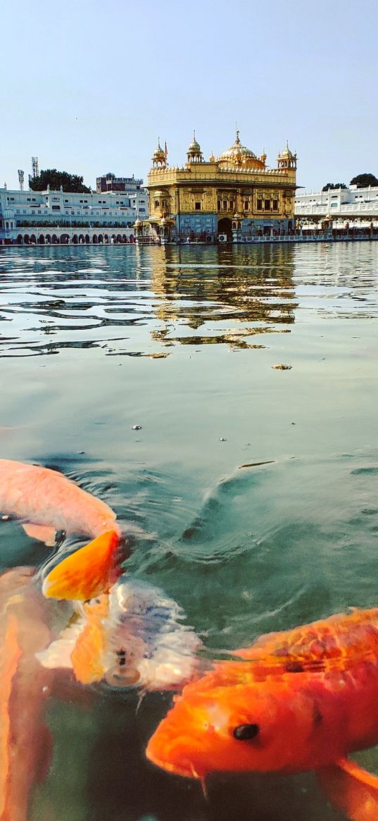 temple, golden, pond, fish