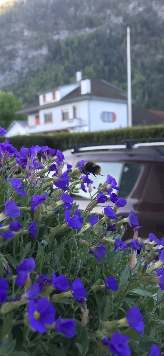 insect, flower, purple