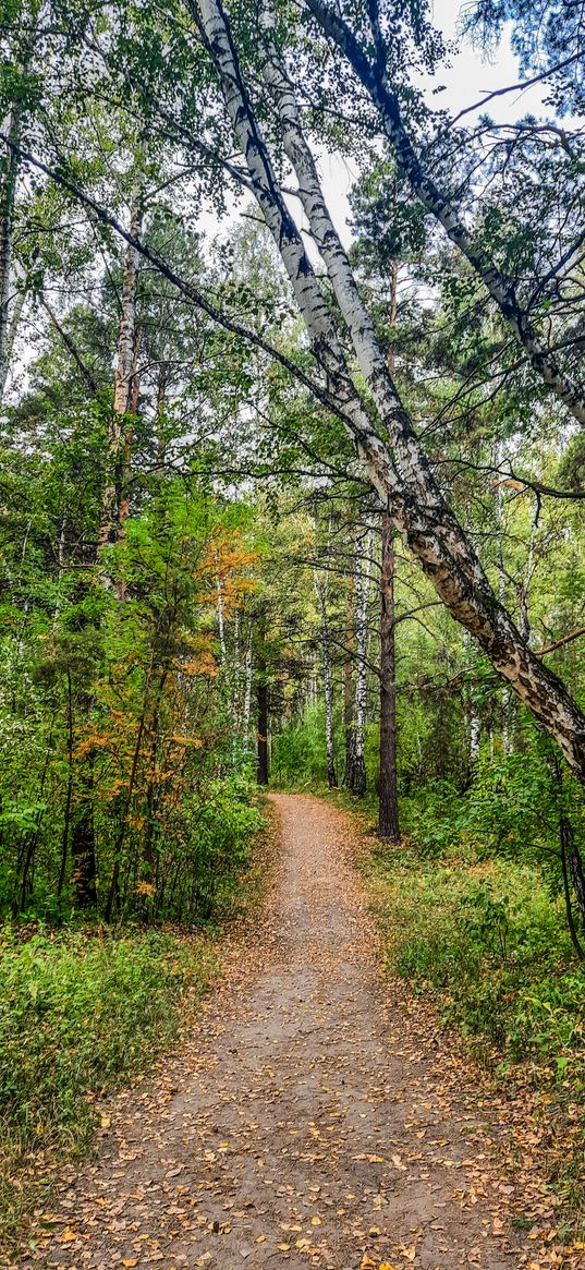 summer, forest, nature, birch, grove