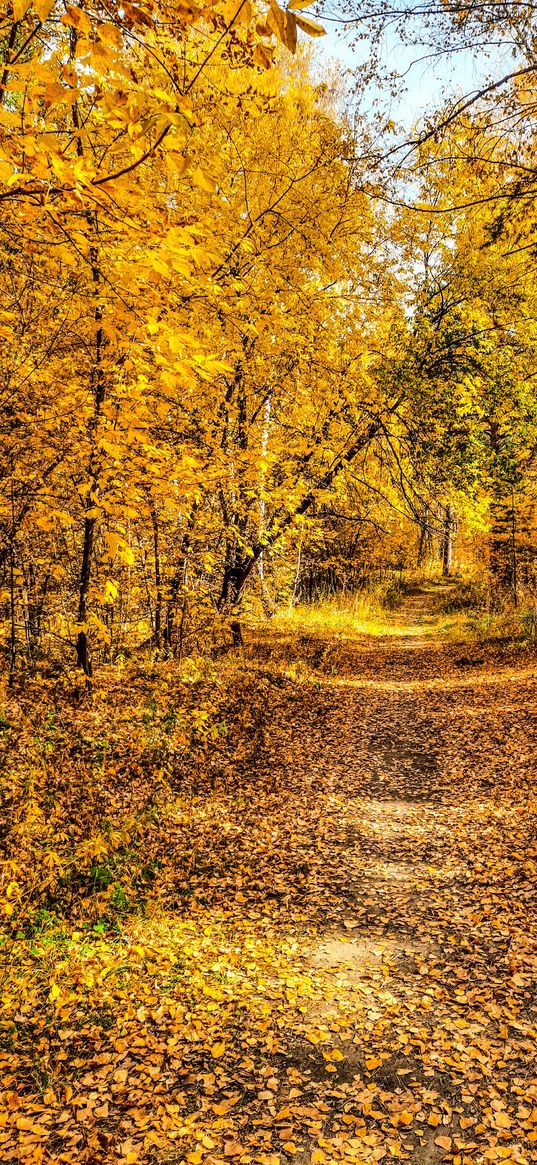 autumn, forest, yellow, nature, golden autumn