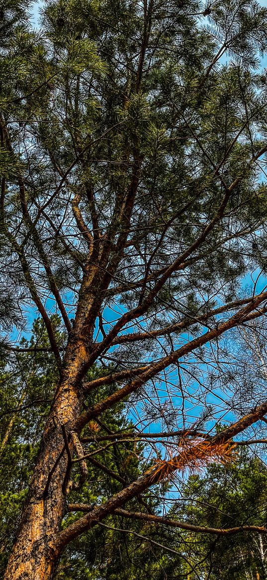 forest, nature, summer, pine trees