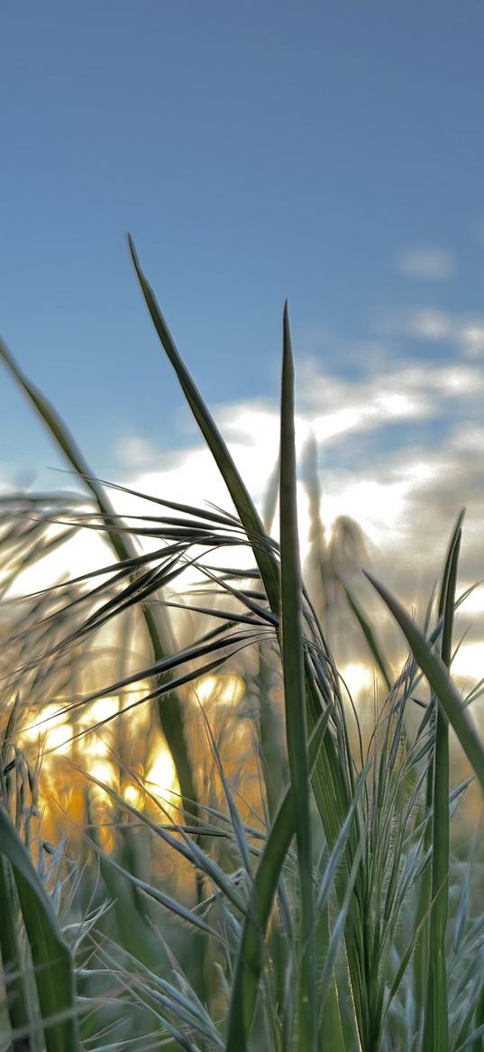 sunset, sky, green, grass