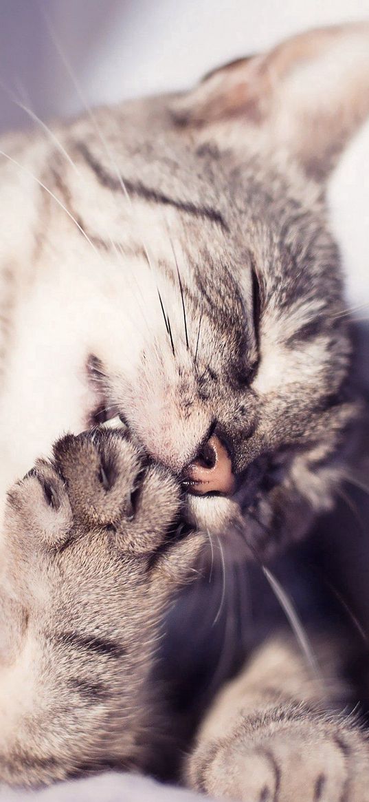 cat, washes, paw, striped