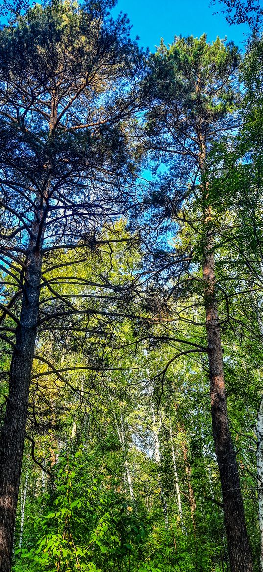 pine, summer, nature, forest, greenery