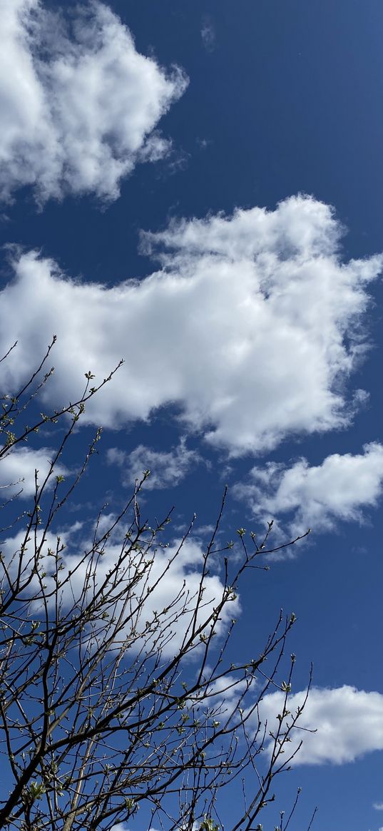 sky, clouds, tree, spring