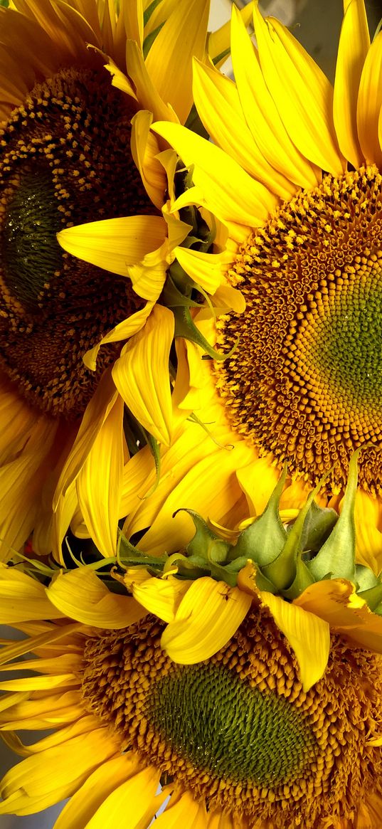 sunflower, flowers, plant, yellow