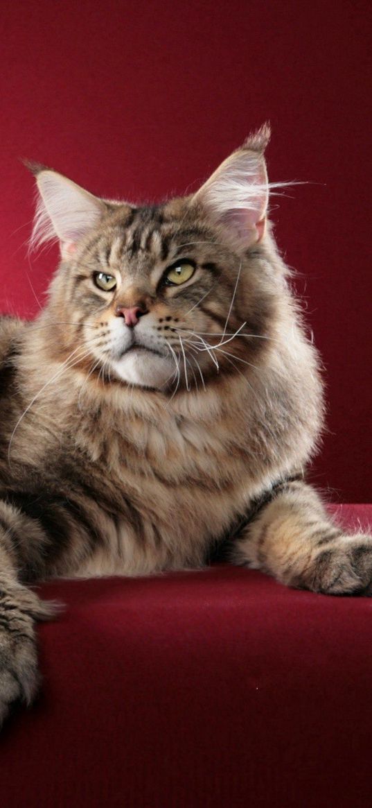 cat, maine coon, fluffy