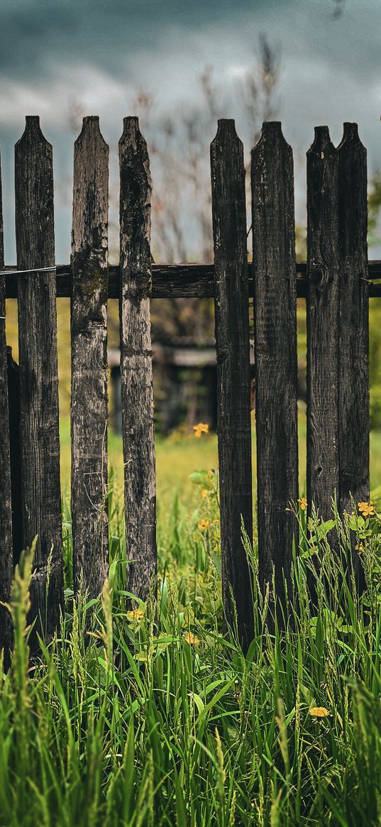 nature, fence, flowers, village