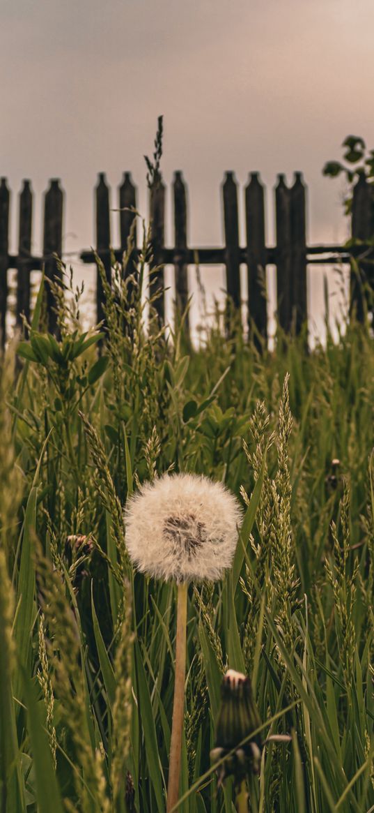 nature, dandelion, flowers, village