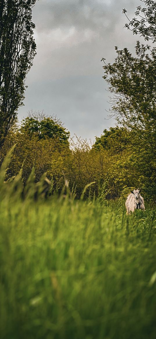 nature, animal, goat, forest