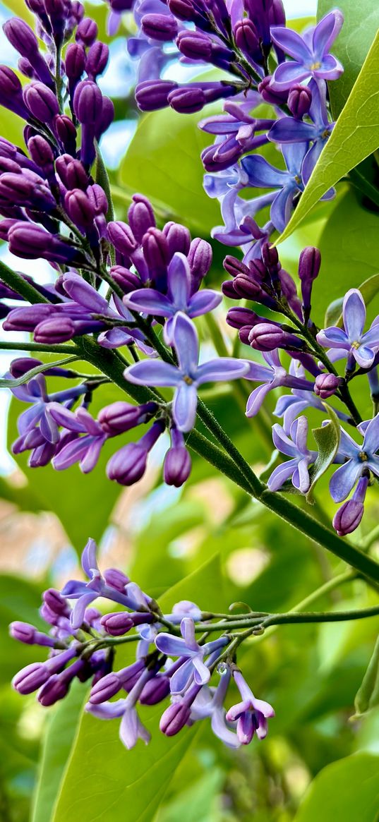 lilac, nature, flowers, plant