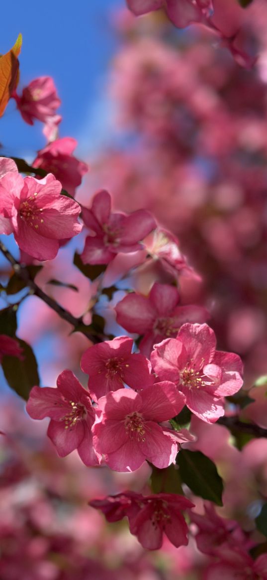 flowers, nature, spring, pink, tree