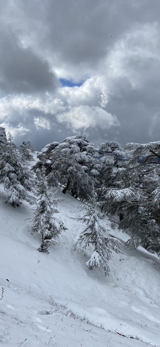 christmas trees, trees, forest, hill, snow, winter, clouds, sky, nature