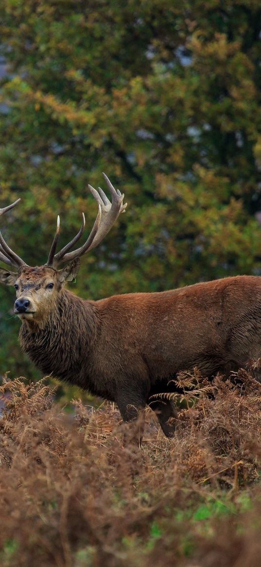 deer, horn, wood, thickets