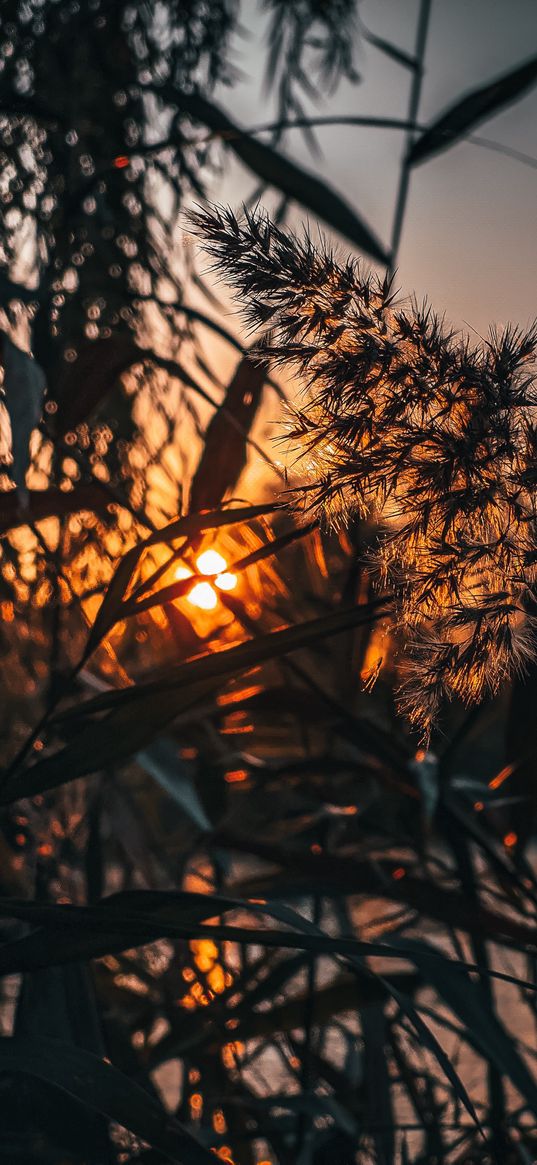 sunset, nature, herbs, plants