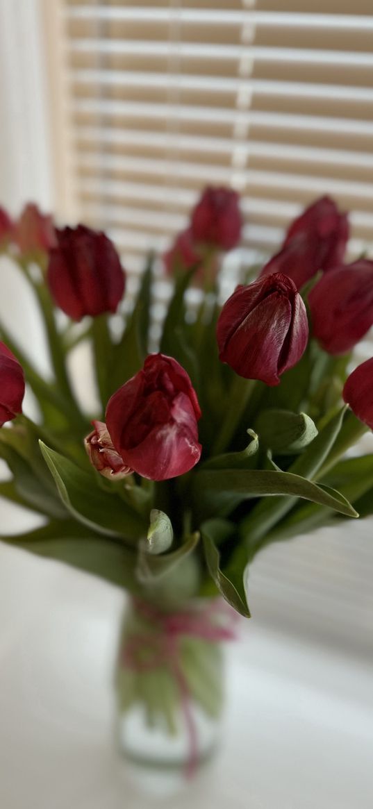 tulips, spring, interior, flowers, red