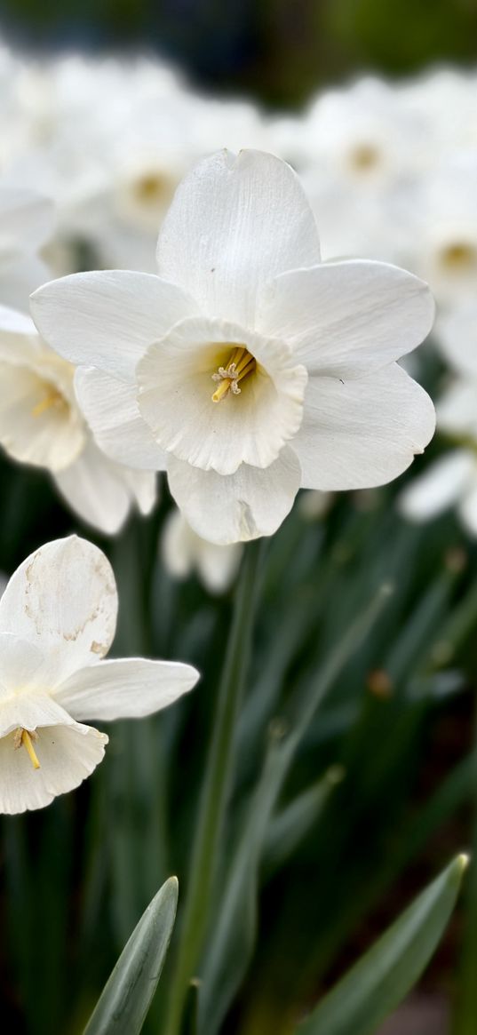 flower, white, narcissus, nature