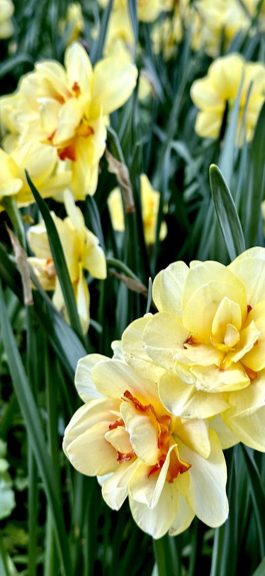 flowers, yellow, garden, plants