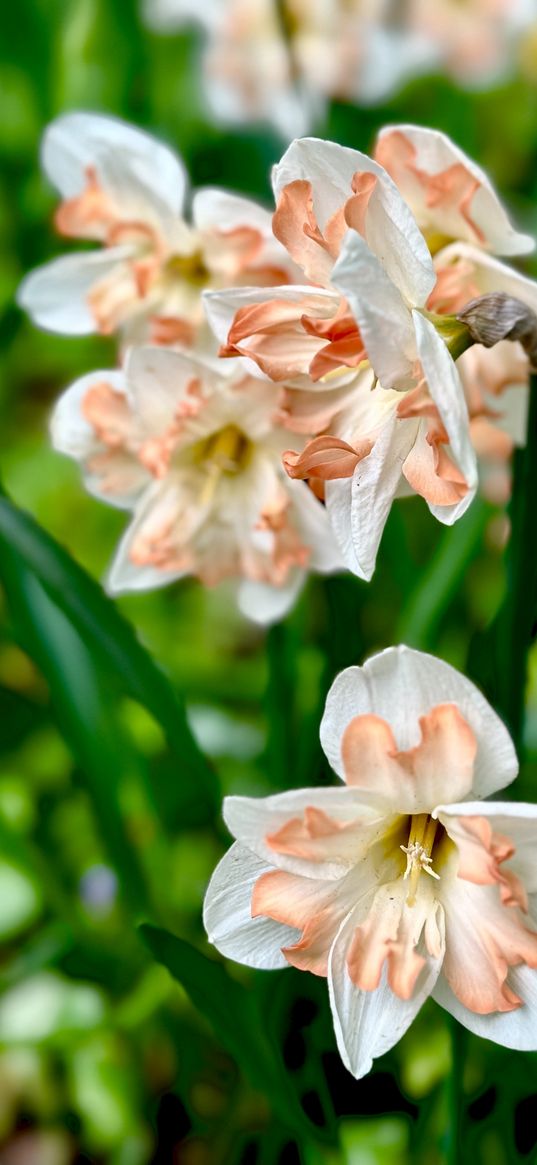 narcissus, flower, nature, greenery