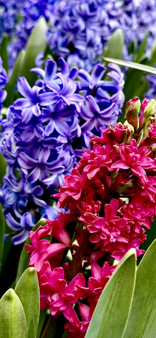 hyacinth, blue, flower, garden