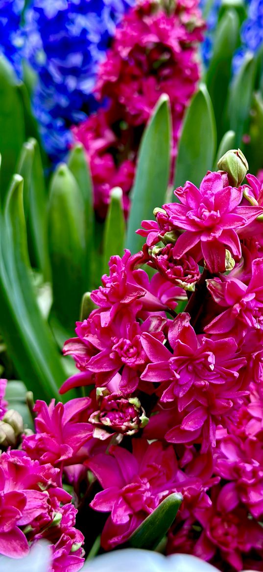 hyacinth, red, flower, plant, garden