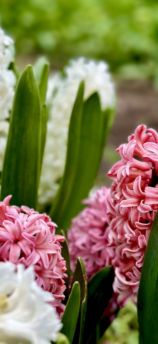 hyacinth, white, pink, flower, garden