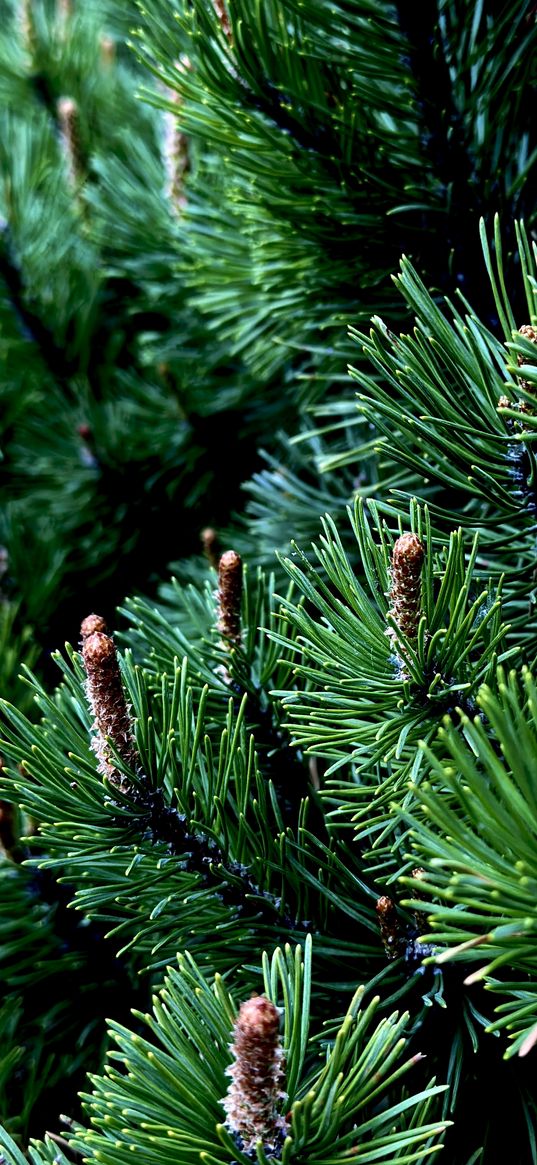 needles, branches, christmas tree, green, plants, nature