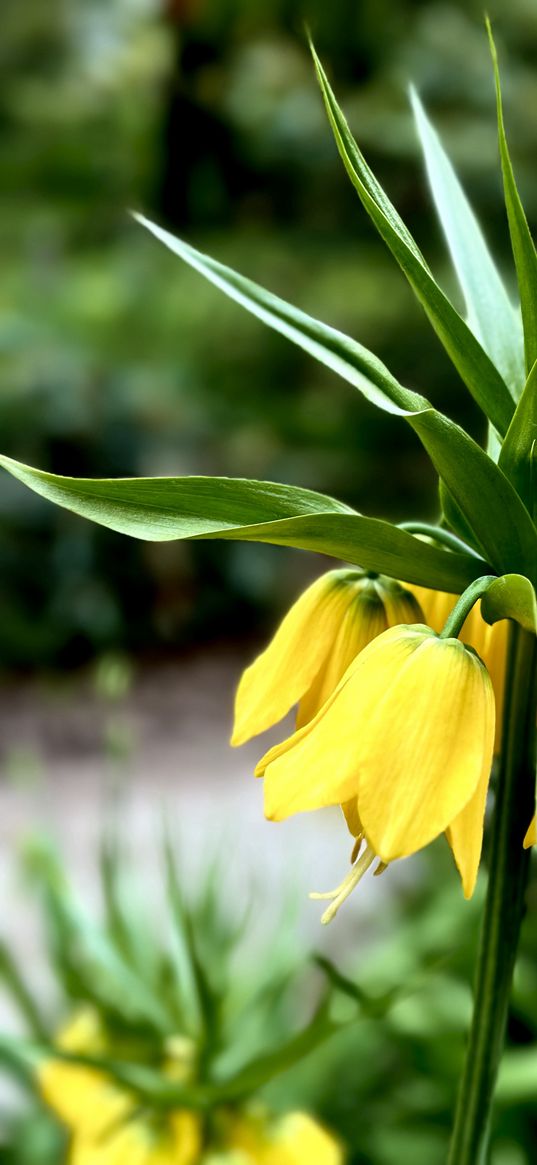 grouse, flower, yellow, garden, plants, nature