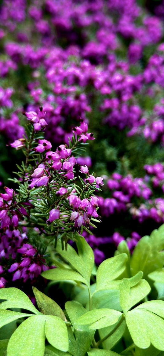 heather, flowers, leaves, pink, green, plants, nature