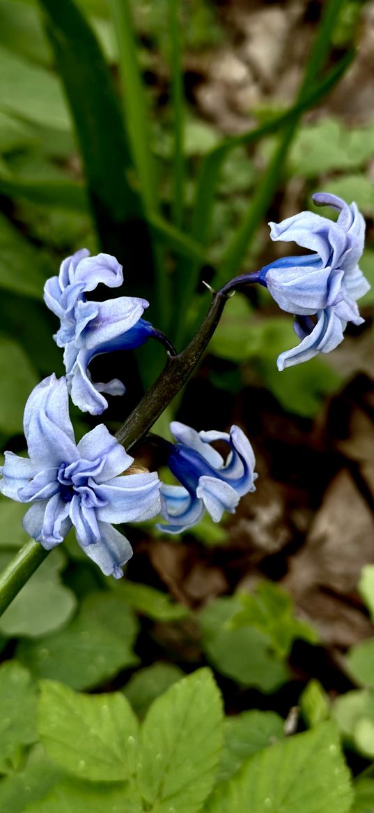 hyacinth, flowers, leaves, blue, green, plants, nature