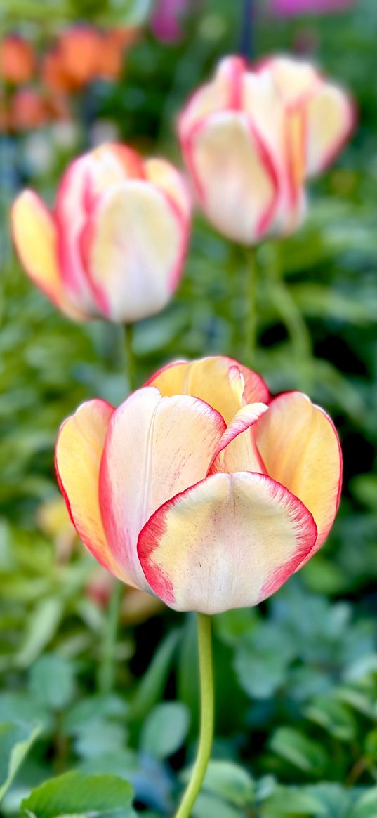 tulips, flowers, garden, plants, nature