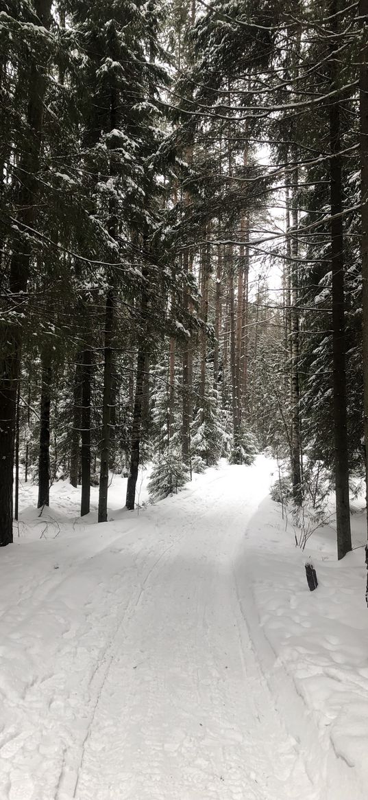 path, trees, forest, snow, winter, nature