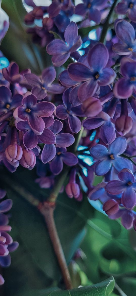 lilac, branch, purple, plants, spring, nature