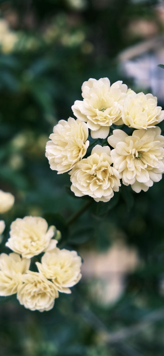 flowers, branch, white, plants, garden, nature