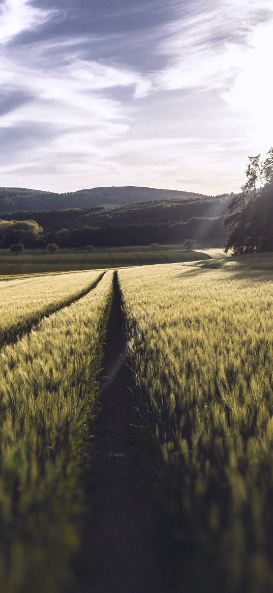 field, nature, landscape