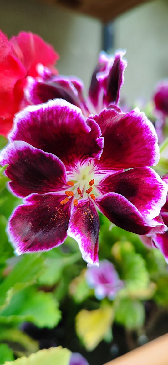 geranium, flower, petals, purple, white