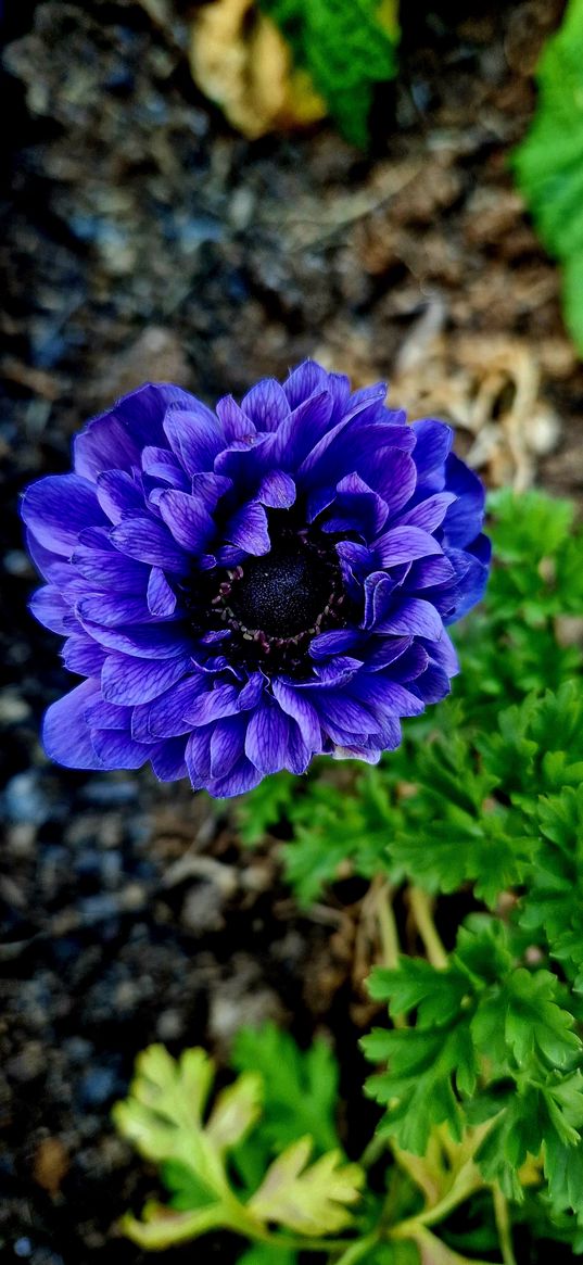 flowers, nature, anemones