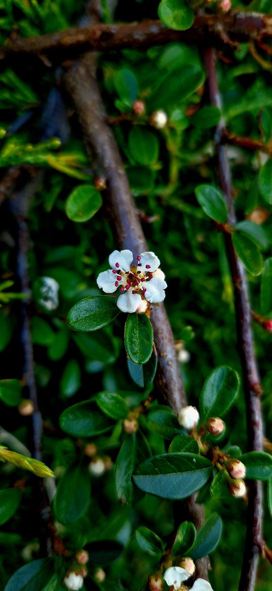 white flower, green, nature, branch