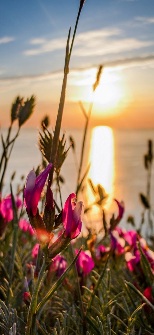 flowers, sunset, summer, water