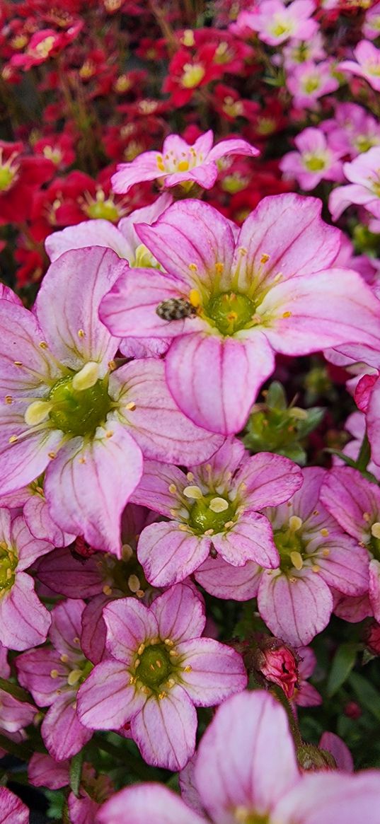 flowers, field, plant, pink, red, bloom