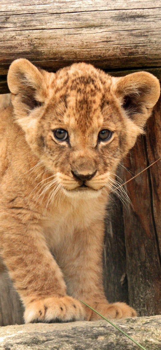 cub, baby, kids, lion