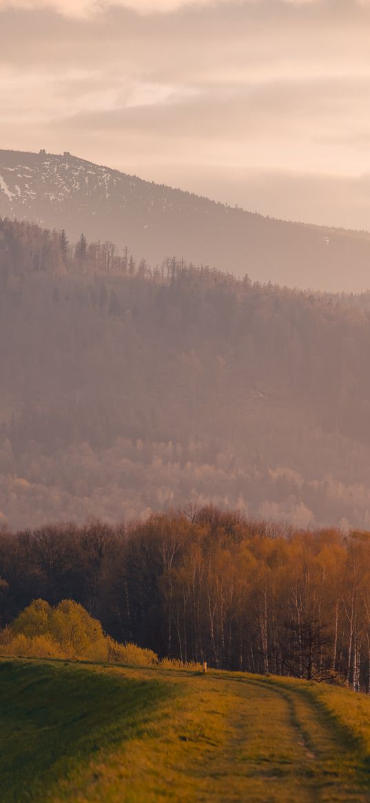 trees, mountain, landscape, trail