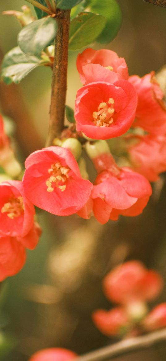 quince, flowers, petals, red, branches, spring