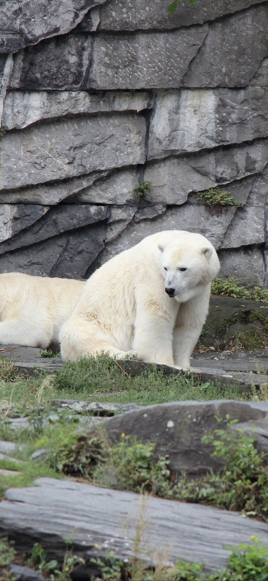 polar bear, bear, animal, stones