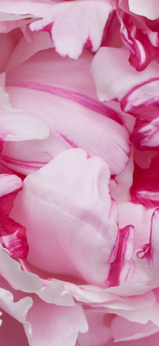 petals, pink, peony, flower, macro