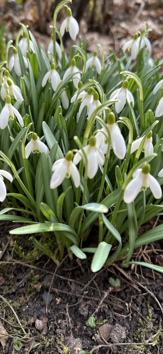 flower, plant, white, garden, greenery