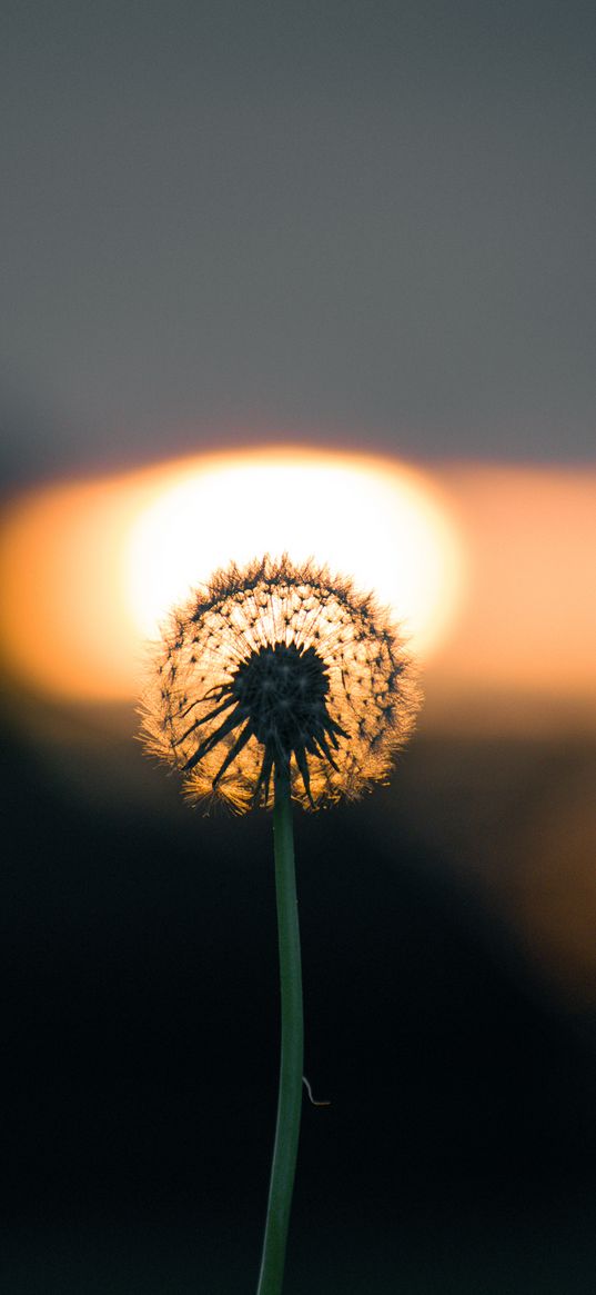 dandelions, sunset, summer, plant