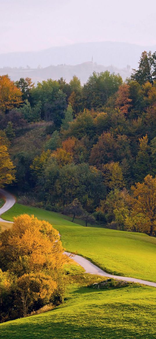 forest, nature, landscape, view, green