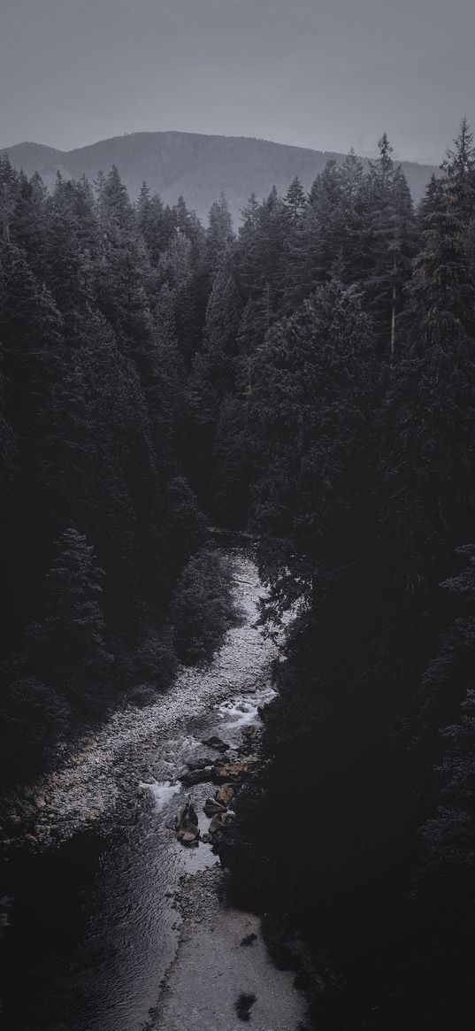 forest, nature, spring, river, winter