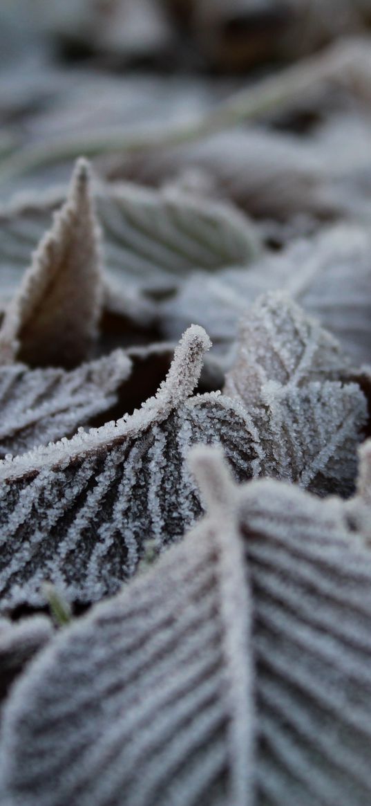 leaves, dry, frost, macro